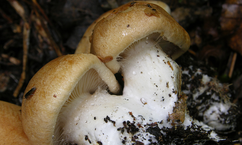 Cortinarius pseudocrassus da confermare.